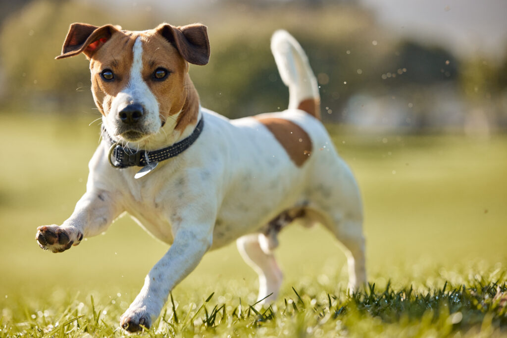 Jack Russel Terrier