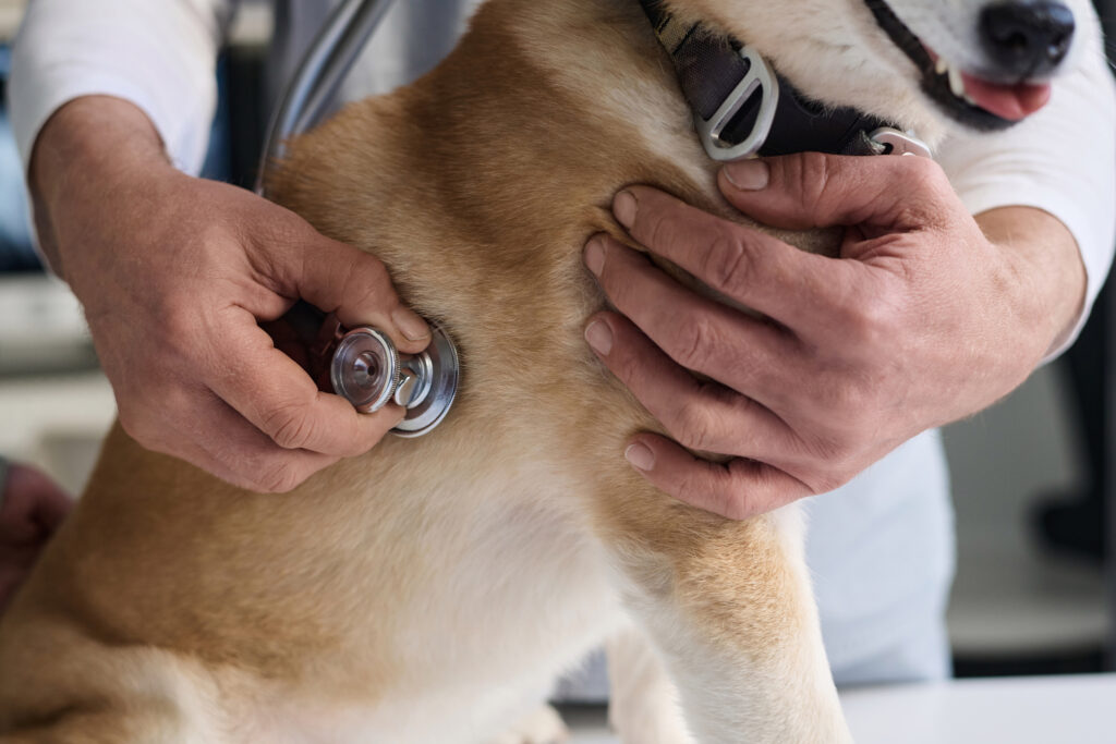 Ein Tierarzt hört mit einem Stethoskop die Brust eines hellbraun-weißen Hundes ab und stützt das Tier mit der anderen Hand.