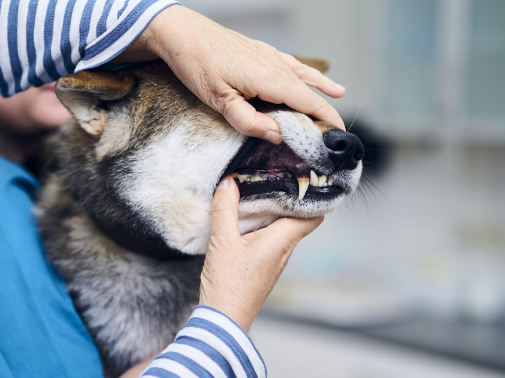 Zahnuntersuchung Hund Eine Zahnärztin hebt die Lefze eines Hudes an, um dessen Zähne zu untersuchen.