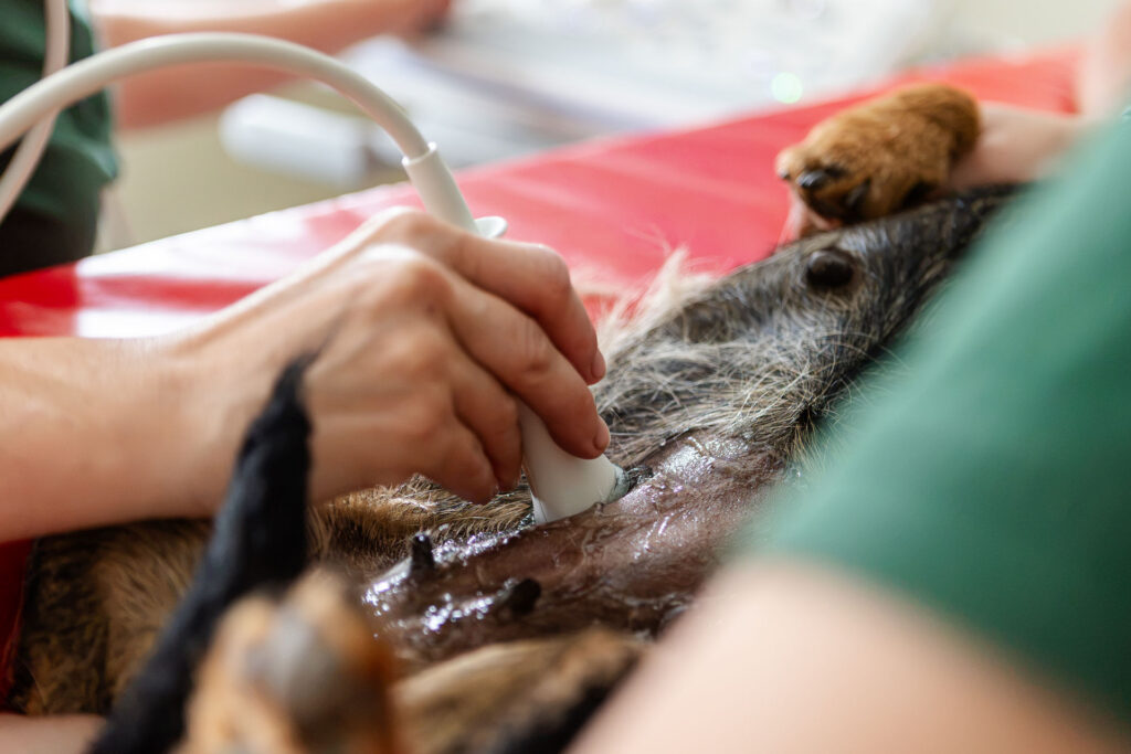 Ultraschalluntersuchung Hund Eine Tierärztin führt bei einem auf einem roten Behandlungstisch liegenden Hund eine Ultraschalluntersuchung am Bauch durch.