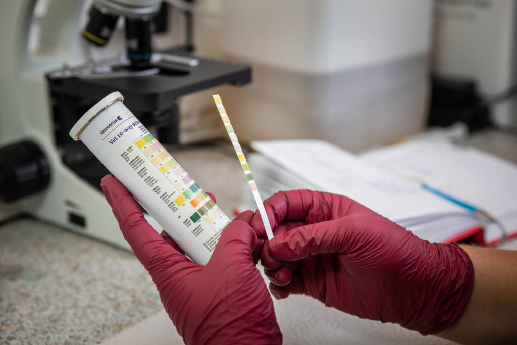 Urinuntersuchung Teststreifen Hände in roten Handschuhen vergleichen einen Urin-Teststreifen mit der Farbskala auf dem Röhrchen, im Hintergrund steht ein Mikroskop.
